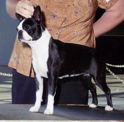 Profile picture of the animal