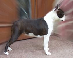Profile picture of the animal