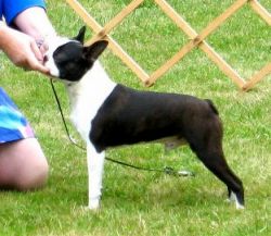Profile picture of the animal