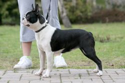 Profile picture of the animal