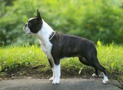 Profile picture of the animal