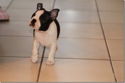 Profile picture of the animal