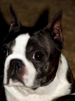 Profile picture of the animal