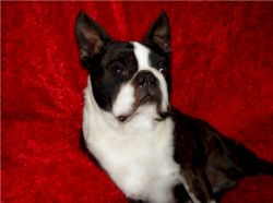 Profile picture of the animal
