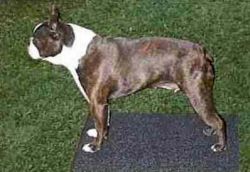 Profile picture of the animal