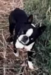 Profile picture of the animal