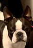 Profile picture of the animal
