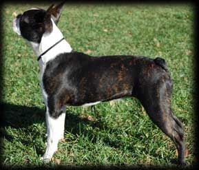 Profile picture of the animal