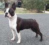 Profile picture of the animal