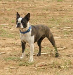 Profile picture of the animal