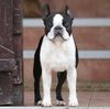 Profile picture of the animal