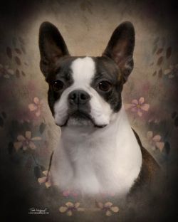 Profile picture of the animal
