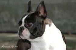 Profile picture of the animal