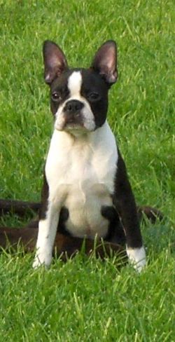 Profile picture of the animal