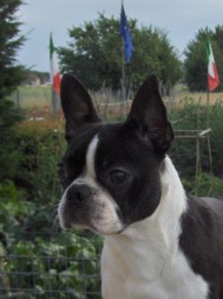 Profile picture of the animal