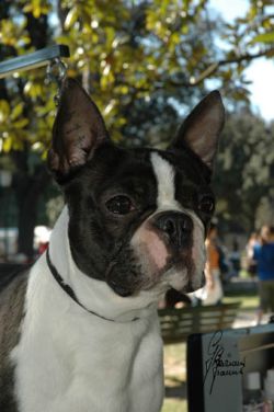 Profile picture of the animal