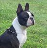Profile picture of the animal