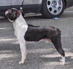 Profile picture of the animal