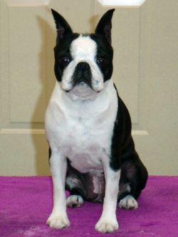 Profile picture of the animal