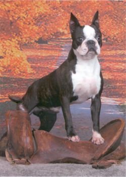 Takota store boston terriers