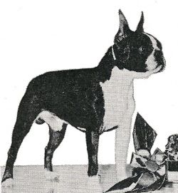 Profile picture of the animal