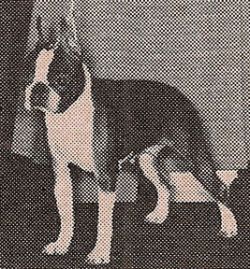 Profile picture of the animal
