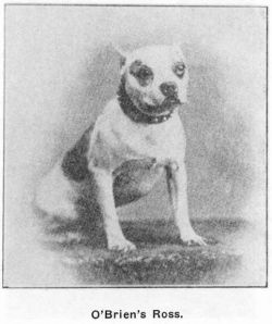 Profile picture of the animal
