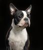 Profile picture of the animal