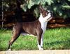 Profile picture of the animal