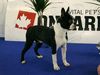 Profile picture of the animal