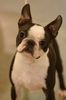Profile picture of the animal