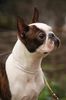 Profile picture of the animal