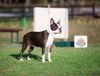 Profile picture of the animal