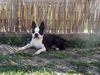 Profile picture of the animal