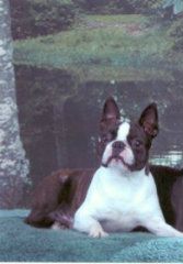Profile picture of the animal