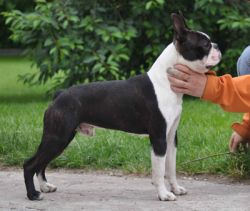 Profile picture of the animal