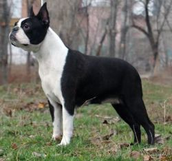 Profile picture of the animal