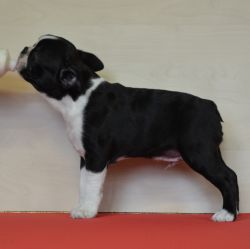 Profile picture of the animal