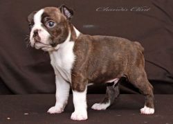 Profile picture of the animal