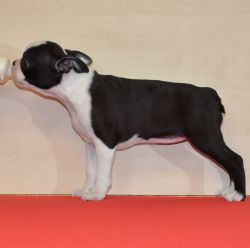 Profile picture of the animal