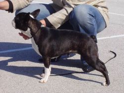 Profile picture of the animal