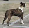 Profile picture of the animal
