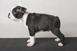 Profile picture of the animal