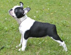 Profile picture of the animal