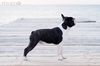 Profile picture of the animal