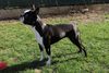 Profile picture of the animal