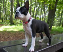 Profile picture of the animal