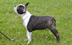 Profile picture of the animal