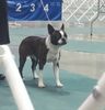 Profile picture of the animal