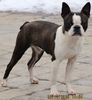 Profile picture of the animal